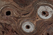 Fossil Stromatolite - Conophytum basalticum - Cambrian - Australia - Katherine - Northern Territory