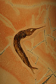 Fossil Fish (Belonostomus) - Jurassic - Solnhofen - Germany