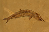 Fossil Fish (Aspidorynchus) - Jurassic - Solnhofen - Germany