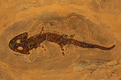 Fossil Amphibian (Sclerocephalus hauseri) - Germany - Permian