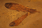 Coelacanths - Cardiosuctor sp. - Carboniferous - Bear Gulch - Montana - USA - 250 million years old