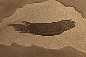 Fossil lungfish - Dipterus sp. - Mid Devonian - Caithness - Scotland