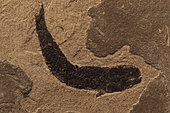 Fossil Lungfish - Osteolepis panderi - Mid Devonian - Caithness - Scotland