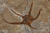 Fossil Brittle Star - Morocco