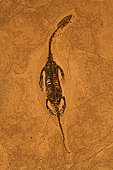 Fossil Reptile - Keichousaurus hui - Triassic - China - Family Pachypluerosauridae