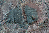Fossil Crinoid - Siphocrinite sp. - Ordovician - Morocco