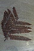 Fossil Fern (Neurpteris ovata), Carboniferus, New Mexico