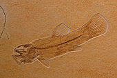 Fossil fish (Ameopsis lepidota), Upper Triassic, Solnhofen, Germany