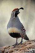 Gambel's Quail (Callipepla gambelii) - Arizona - Standing - Replaces the California Quail in the desert and similar to that bird - On the western edge of the Mojave and Colorado deserts where ranges of California and Gambel's quail overlap-hybrids occur - Lives in broken chaparral-woodland edges-parks-estates and farms - Found in southwest US and northwest Mexico
