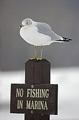 Ring-billed Gull (Larus delawarensis) - New York - USA - Most commonly seen gull - especially inland