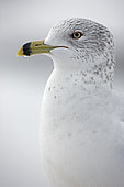 Ring-billed Gull (Larus delawarensis) - New York - USA - Most commonly seen gull in USA - especially inland