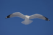 Ring-billed Gull (Larus delawarensis) - New York - USA - Adult soaring - Most commonly seen gull in USA - especially inland