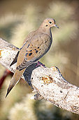 Mourning Dove (Zenaida macroura) Perched on branch - Sonoran Desert - Arizona - The common wild dove in North America - Eats seed-waste grain - fruits-insects - Plump fast-flying birds with small heads and low-cooing voices - Nods their heads as they walk.