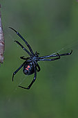 Black Widow Spider (Latrodectus hesperus) - Female - Arizona - Characterized by a a bright red-orange hourglass shape on the underside - Found throughout most of North America-more commonly in warmer climates - Common around man-made structures such as garages and lawn chairs and woodpiles - Also lives in a variety of natural habitats - Preys mainly upon insects trapped in its web - They are shy-sedentary and largely nocturnal - Non-aggressive but will bite in self-defense - Venomous - Mates only once retaining sperm for future egg-laying - Often eats the male after mating