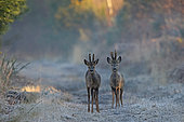 Roe deer (Capreolus capreolus) at dawn in winter, Normandy, France