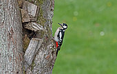 Great Spotted Woodpecker (Dendrocopos major) on a trunk, Normandy, France