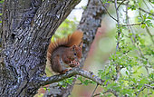 Eurasian red Squirrel (Sciurus vulgaris) eating a nut, Normandy, France