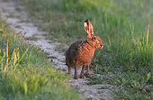 European hare (Lepus europaeus) on a country lane, Normandy, France