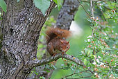 Eurasian red Squirrel (Sciurus vulgaris) on a Hawthorn branch, Normandy, France