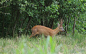 Roe deer (Capreolus capreolus), mâle at the edge of the forest in spring, Normandy, France