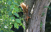 Eurasian red Squirrel (Sciurus vulgaris) on a Hawthorn trunk, Normandy, France