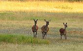 Red deer (Cervus elaphus) hinds in a meadow in summer, Brenne, France