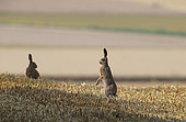 European hares (Lepus europaeus) in a field of freshly mown wheat, Normandy, France