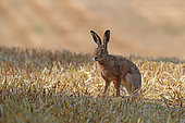 European hare (Lepus europaeus) in a field of freshly mown wheat, Normandy, France