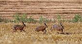 European hares (Lepus europaeus) chasing in a field of freshly mown wheat, Normandy, France