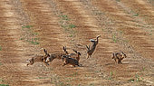 European hares (Lepus europaeus) pursuing in a field of freshly mowed flax, Normandy, France