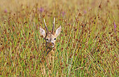 Roe deer (Capreolus capreolus) male in rushes, Normandy, France