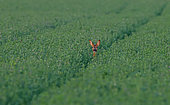 Roe deer (Capreolus capreolus), female in an alfalfa field, Normandy, France