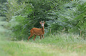 Roe deer (Capreolus capreolus), male in forest, Normandy, France