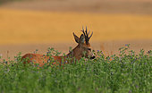 Roe deer (Capreolus capreolus), male in an alfalfa field, Normandy, France