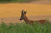 Roe deer (Capreolus capreolus), male in an alfalfa field, Normandy, France