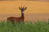 Roe deer (Capreolus capreolus), male in an alfalfa field, Normandy, France