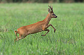 Roe deer (Capreolus capreolus) male in a meadow, Normandy, France