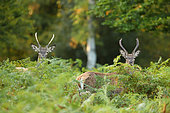 Red deer (Cervus elaphus) young males in ferns, Normandy, France