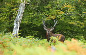 Red deer (Cervus elaphus) male in ferns, Normandy, France