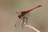 Ruddy darter (Sympetrum sanguineum) male on a reed in summer, forest pond, surroundings of Toul, Lorraine, France