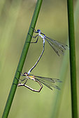 Emerald damselfly (Lestes sponsa) mating on a rush in summer, forest pond, near Toul, Lorraine, France