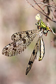 Antlion (Palpares libelluloides) female hanging from vegetation in summer, near Hyères, Maquis of the Maures massif, France