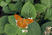 Silver-washed Fritillary (Argynnis paphia) foraging on bramble flowers in summer, Lorraine, France