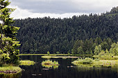 Landscape of the Lispach peat bog in summer, near La Bresse, Vosges Mountains, France