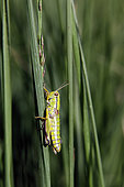 Green Mountain Grasshopper (Miramella alpina) Female on a grass in summer, Wet and peaty meadow near Gérardmer, Vosges, France