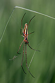 Long-Jawed Orb Weaver (Tetragnatha extensa) suspended on its web in grass in summer, Wet and peaty meadow, surroundings of Gérardmer, Vosges, France