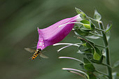 Marmalade Hover-fly (Episyrphus balteatus) approaching in flight a purple Foxglove flower (Digitalis purpurea) in late summer, Forêt du Tholy, Vosges, France