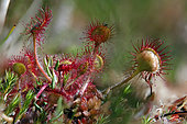 Roundleaf sundew (Drosera rotundifolia) leaves with dew and captured insects, Blanchemer floating peat bog in summer, near La Bresse, Vosges, France