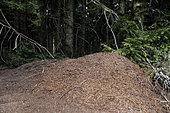 Fourmilière de Fourmis des bois (Formica rufa) à la lisière d'une sapinière dans le massif des Vosges, environs du Haut du Tôt, Vosges, France