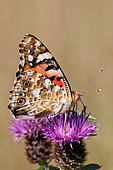 Painted lady (Cynthia cardui) foraging a flower of centaury in summer, Glade of the Tholy forest massif, Vosges, France